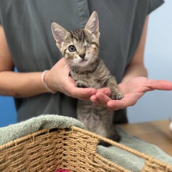 Chai -  Domestic Short Hair Cat for Adoption in Fredericksburg, Virginia - Chai | PetCurious