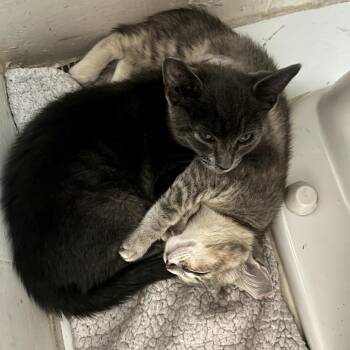 Sugar -  Domestic Short Hair Cat for Adoption in Los Angeles, California - Sugar | PetCurious