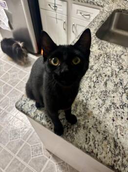Bond Infilitrator: Jet -  Domestic Short Hair Cat for Adoption - Bond Infilitrator: Jet | PetCurious