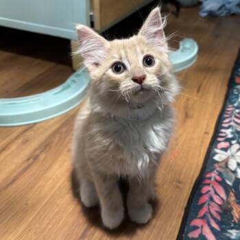 Sunny Chapman -  Domestic Medium Hair Cat Available for Adoption in Merrifield, Virginia - Sunny Chapman | PetCurious