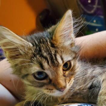 Rocky -  Domestic Short Hair Cat for Adoption in Jefferson City, Tennessee - Rocky | PetCurious