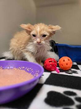 Cheesy Poof -  Domestic Long Hair Cat for Adoption in Blountville, Tennessee - Cheesy Poof | PetCurious