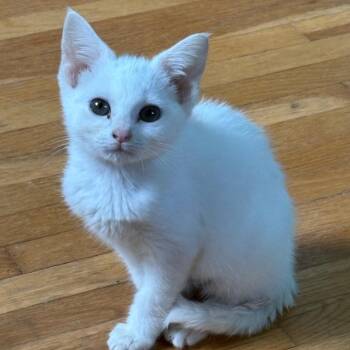 Egg -  Domestic Short Hair Cat for Adoption in Lexington, Kentucky - Egg | PetCurious