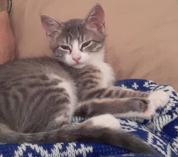 Domestic Short Hair Cats Available for Adoption - Ella | PetCurious