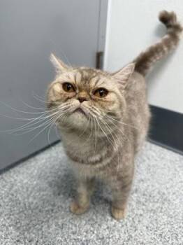 Lolita -  Exotic Shorthair Cat for Adoption in Orland Hills, Illinois - Lolita | PetCurious