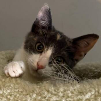 Willow 2 -  Domestic Short Hair Cat for Adoption in Cumming, Georgia - Willow 2 | PetCurious