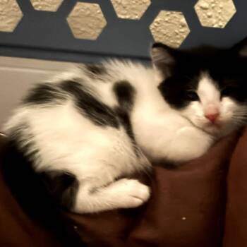 Spot -  Domestic Short Hair Cat for Adoption in Corpus Christi, Texas - Spot | PetCurious