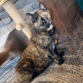 Tortoiseshell Cats Available for Adoption in Hawley, Pennsylvania - Lucy Loo | PetCurious