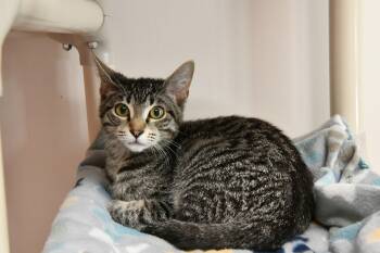Chestnut -  Domestic Short Hair Cat Available for Adoption in Fairhope, Alabama - Chestnut | PetCurious