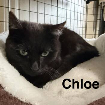 Domestic Short Hair Cats Available for Adoption in Eagle Mountain, Utah - Chloe Carver | PetCurious