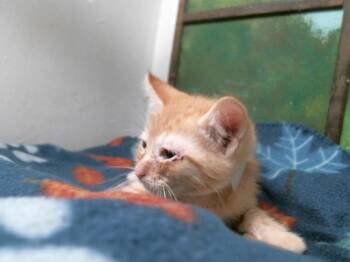 Domestic Short Hair Cats Available for Adoption in Houston, Texas - ORANGE | PetCurious