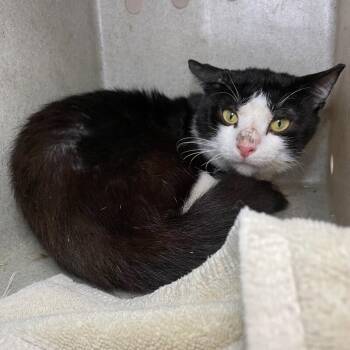 Tiresias -  Domestic Short Hair Cat for Adoption in Roanoke, Virginia - Tiresias | PetCurious