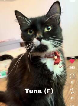 Spicy Tuna Roll -  Domestic Medium Hair and Domestic Short Hair Cat for Adoption in Lowell, Massachusetts - Spicy Tuna Roll | PetCurious