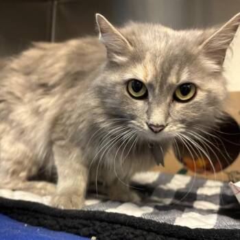Domestic Medium Hair Cats Available for Adoption in St. Louis, Missouri - LEMON | PetCurious