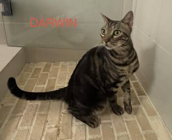 Darwin -  Domestic Short Hair Cat for Adoption in Boca Raton, Florida - Darwin | PetCurious