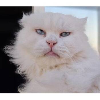 Mimi Katter -  Domestic Long Hair and Domestic Short Hair Cat for Adoption in Hudson, Massachusetts - Mimi Katter | PetCurious