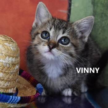 Vinny -  Domestic Short Hair Cat for Adoption in Salt Lake City, Utah - Vinny | PetCurious