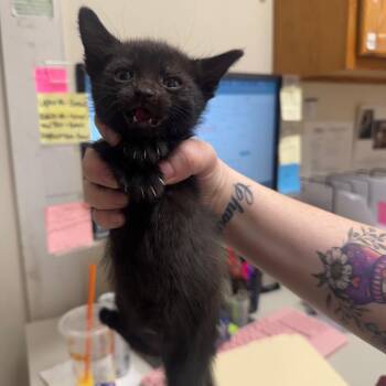 Domestic Short Hair Cats Available for Adoption in Pekin, Illinois - Nation Nails | PetCurious