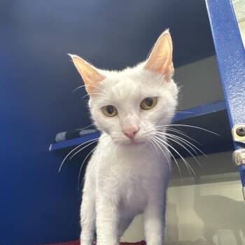 Domestic Short Hair Cats Available for Adoption in Buffalo, New York - Narcissa | PetCurious