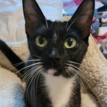 Wisteria -  Domestic Short Hair Cat for Adoption in Liverpool, Texas - Wisteria | PetCurious