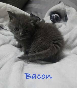 Bacon -  Domestic Long Hair Cat for Adoption in Fremont, Nebraska - Bacon | PetCurious