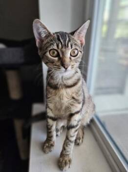 94786a Tina -  Domestic Short Hair Cat for Adoption in North Charleston, South Carolina - 94786a Tina | PetCurious