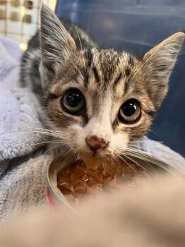 ASHLEIGH -  Domestic Short Hair Cat for Adoption in Charlotte, North Carolina - ASHLEIGH | PetCurious