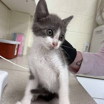 Rescue Domestic Short Hair Cats for Adoption in Bastrop, Texas - Mighty 25-05-110 | PetCurious