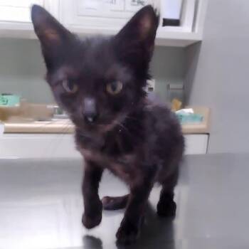 Rescue Bombay and Domestic Short Hair Cats for Adoption in Somerset, Kentucky - Spencer G. | PetCurious