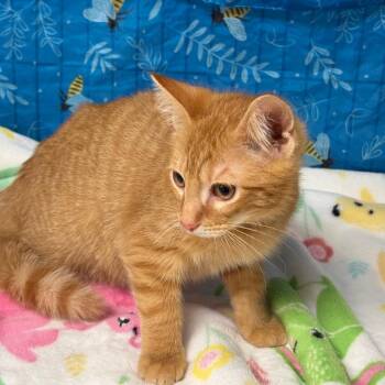 American Shorthair Cats Available for Adoption in Greenfield, Indiana - Forgery | PetCurious