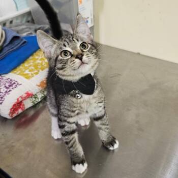 Elliot -  Domestic Short Hair Cat for Adoption in Walden, New York - Elliot | PetCurious