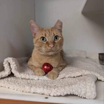 Rescue Domestic Short Hair Cats for Adoption in Troy, Illinois - Baby FKA Pantaloons | PetCurious