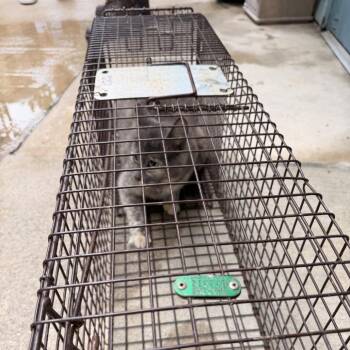 BonBon -  Domestic Short Hair Cat for Adoption in Columbus, North Carolina - BonBon | PetCurious