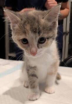Domestic Short Hair Cats Available for Adoption in Apopka, Florida - Black Widow 2.28.26 | PetCurious