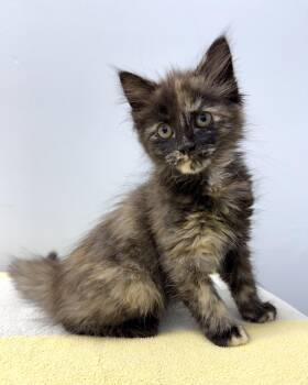 Chai and Dove BONDED SIBLINGS. -  Domestic Short Hair Cat for Adoption in Mount Vernon, Ohio - Chai And Dove BONDED SIBLINGS. | PetCurious