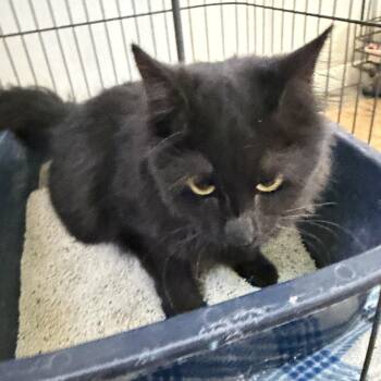 Fiona -  Domestic Long Hair Cat for Adoption in Deming, New Mexico - Fiona | PetCurious