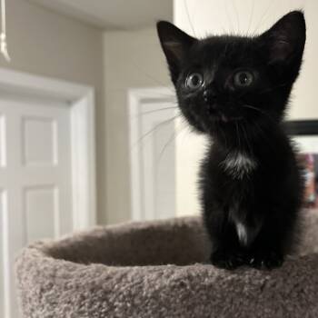 Rescue Domestic Short Hair Cats for Adoption in Cumming, Georgia - Helen | PetCurious