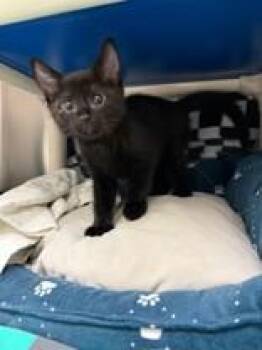 Patty -  Domestic Short Hair Cat for Adoption in Whitby, Ontario - Patty | PetCurious