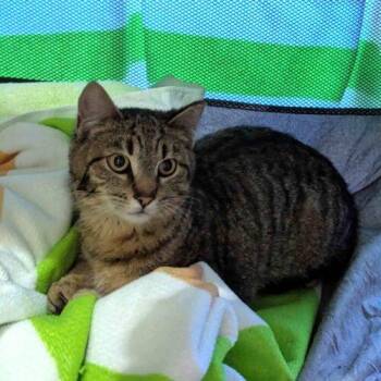 Domestic Short Hair Cats Available for Adoption in Seven Valleys, Pennsylvania - Apollo | PetCurious