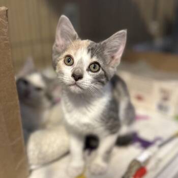 Clover -  Domestic Short Hair Cat for Adoption in Marion, Illinois - Clover | PetCurious