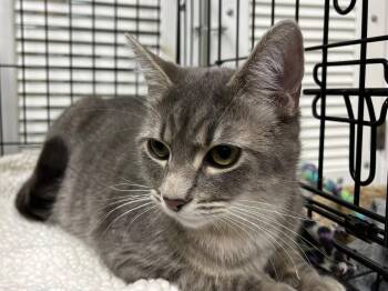 Tabby and Domestic Short Hair Cats Available for Adoption in Walnut Creek, California - Mama Isabella | PetCurious