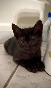 Rescue Domestic Short Hair Cats for Adoption in Oakley, California - Chibs | PetCurious