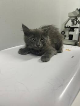 Turquoise at PetSmart in Athens, GA -  Domestic Medium Hair Cat for Adoption in Watkinsville, Georgia - Turquoise At PetSmart In Athens, GA | PetCurious