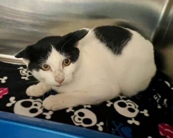 Rescue Domestic Short Hair Cats for Adoption in Fort Worth, Texas - Cider | PetCurious