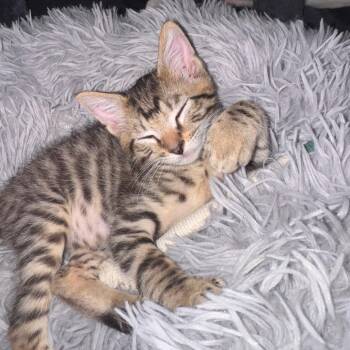 Buddy -  Domestic Short Hair Cat for Adoption in Lake Jackson, Texas - Buddy | PetCurious