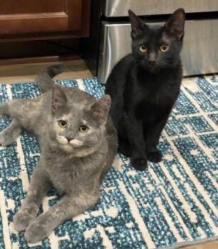 Rescue Domestic Short Hair Cats for Adoption in Fernley, Nevada - Sassipurr | PetCurious