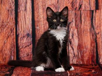 Thumper & Templeton - Twinsies -  Domestic Medium Hair Cat for Adoption in Rocklin, California - Thumper & Templeton - Twinsies | PetCurious