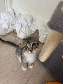Charlotte -  Tabby and Domestic Short Hair Cat for Adoption in Dallas, Texas - Charlotte | PetCurious