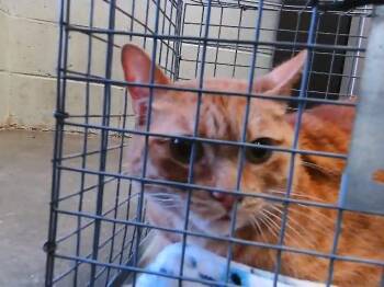 DANA -  Domestic Short Hair Cat for Adoption in Tulsa, Oklahoma - DANA | PetCurious