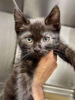 Darrell -  Domestic Medium Hair Cat for Adoption in Wichita, Kansas - Darrell | PetCurious